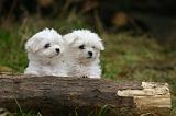 BICHON MALTAIS 159